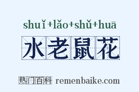 水老鼠花是什么意思的图片
